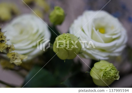 Beautiful Lisianthus Flowers Close Up Photography Beautiful Lisianthus Flowers Close Up Photography 137995594