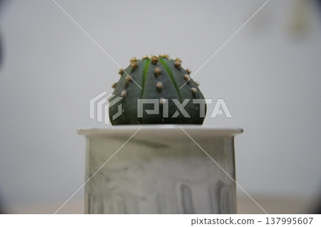 Astrophytum Asterias Cactus Star Cactus Sand Dollar Cactus 137995607