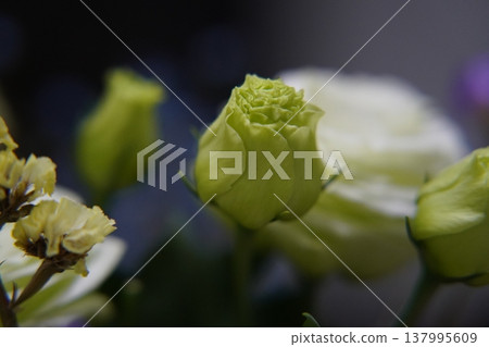 Delicate Lisianthus Flower Bud Close Up 137995609
