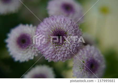 Purple Chrysanthemum Flowers Close Up Floral Display 137995681