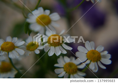Beautiful Feverfew Flowers in Full Bloom Beautiful Feverfew Flowers in Full Bloom 137995683