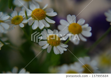 Feverfew Flowers White and Yellow Close Up Feverfew Flowers White and Yellow Close Up 137995684