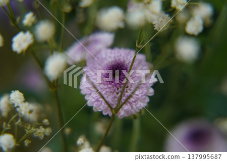 Purple Pompon Chrysanthemum Flower Close Up View Purple Pompon Chrysanthemum Flower Close Up View 137995687