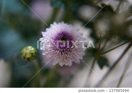 Purple and White Chrysanthemum Flower Close Up Purple and White Chrysanthemum Flower Close Up 137995694