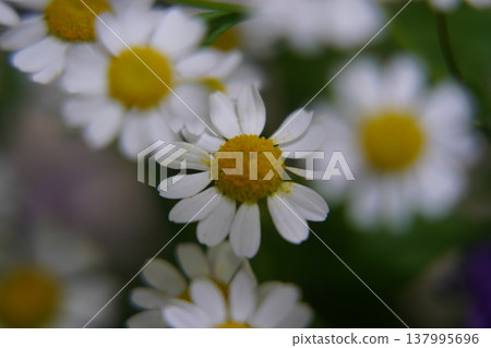 Beautiful Chamomile Flowers in Full Bloom Beautiful Chamomile Flowers in Full Bloom 137995696