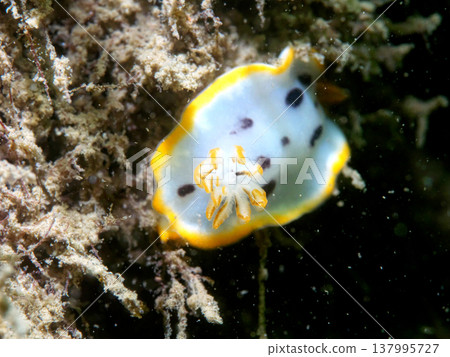 Cute sea slug Cute sea slug 137995727