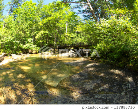 A creek surrounded by fresh greenery 137995730
