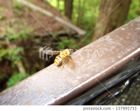 一種模仿胡蜂的馬蠅 137995733