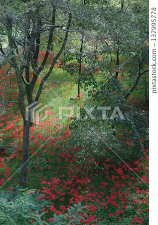 The forest floor where spider lilies bloom The forest floor where spider lilies bloom 137995778