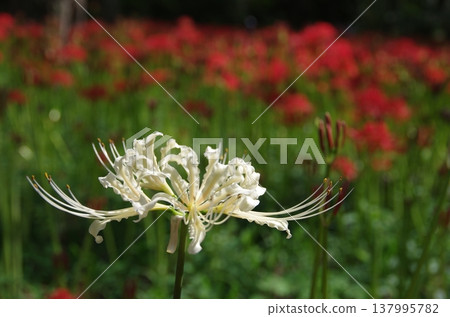 紅白蜘蛛百合 137995782
