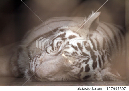 White Bengal tiger White Bengal tiger 137995807