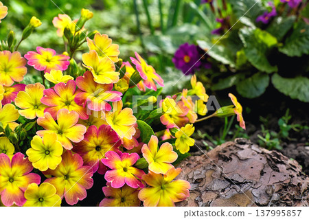 Landscape flowers Crimson yellow primrose in a garden bed Landscape flowers Crimson yellow primrose in a garden bed 137995857
