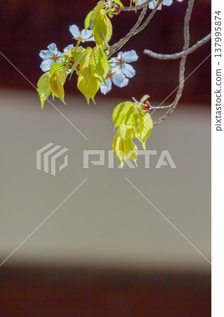 Cherry Blossoms Cherry Blossoms 137995874