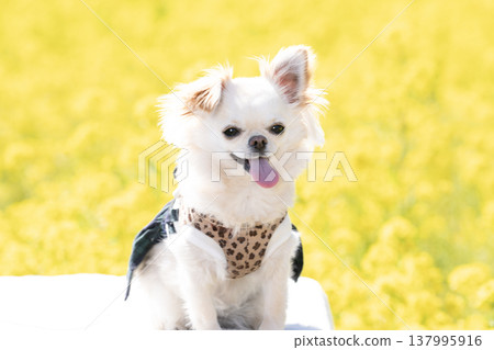 A field of rapeseed flowers and Mugi-chan the Chihuahua in a basket. 137995916