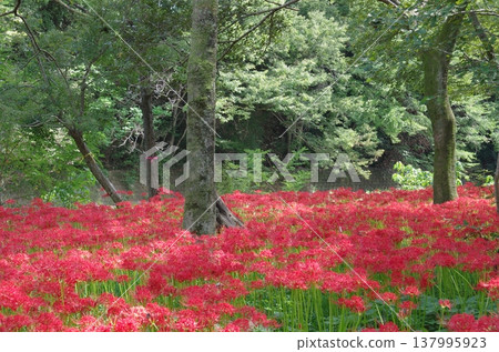 紅蜘蛛百合村:盛開的紅蜘蛛百合(橫向拍攝) 紅蜘蛛百合村:盛開的紅蜘蛛百合(橫向拍攝) 137995923