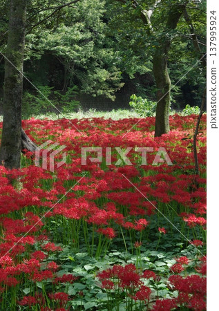 Village of Red Spider Lilies: Red spider lilies in full bloom (vertical orientation) Village of Red Spider Lilies: Red spider lilies in full bloom (vertical orientation) 137995924