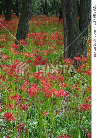 Spider lilies at Kinchakuda (vertical orientation) Spider lilies at Kinchakuda (vertical orientation) 137995926