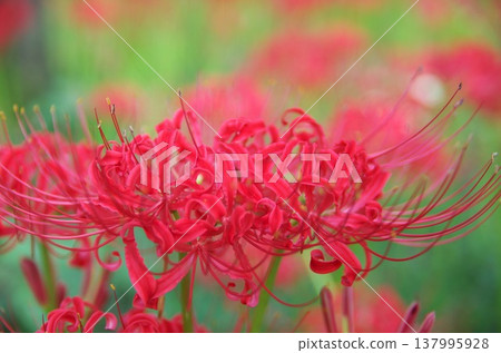 Red spider lilies in full bloom (horizontal orientation) Red spider lilies in full bloom (horizontal orientation) 137995928