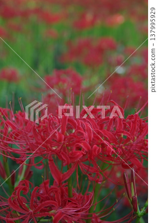 盛開的紅蜘蛛百合（筆下） 137995929