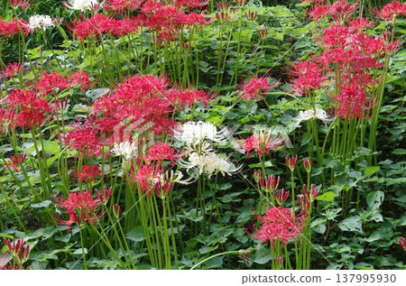 Red and white cluster amaryllis Red and white cluster amaryllis 137995930