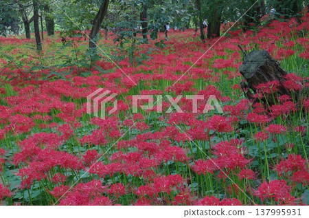 Spider lilies in full bloom at Koma River and Kinchakuda Spider lilies in full bloom at Koma River and Kinchakuda 137995931