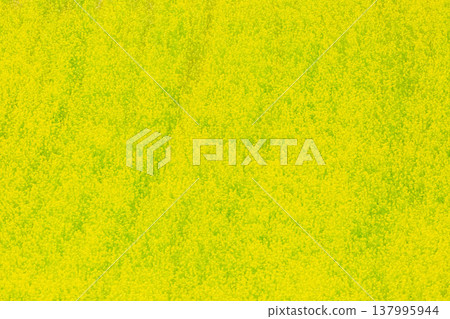 強姦開花 137995944