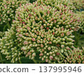 Beautiful inflorescence of Stonecrop Hylotelephium spectabile 137995946