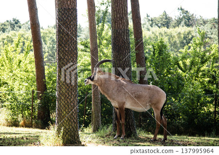 Elegant antelope resting in shaded natural environment Elegant antelope resting in shaded natural environment 137995964