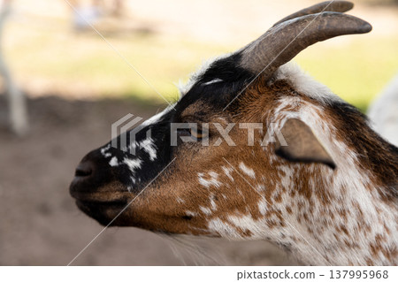 Young goat standing on rural path in farm Young goat standing on rural path in farm 137995968