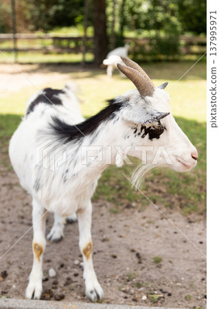 Close view of domestic goat in village setting Close view of domestic goat in village setting 137995971