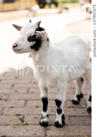 Farm goat with horns in countryside environment Farm goat with horns in countryside environment 137995973