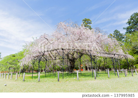Saison Sakura Saison Sakura 137995985