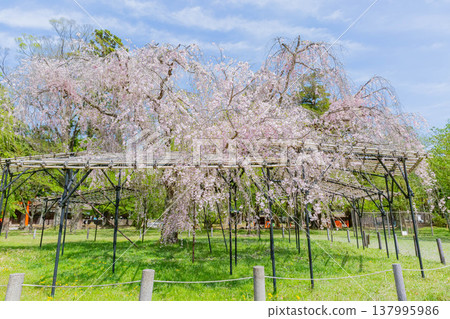 Saison Sakura Saison Sakura 137995986