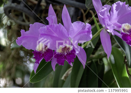 Vivid purple Phalaenopsis orchid 137995991