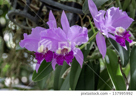 鮮豔的紫色蝴蝶蘭 137995992