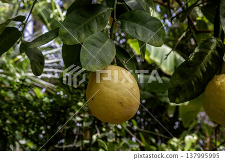 Ponderosa (jumbo lemon), a lemon native to northeastern Asia. Ponderosa (jumbo lemon), a lemon native to northeastern Asia. 137995995