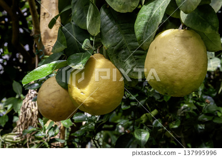 Ponderosa (jumbo lemon), a lemon native to northeastern Asia. Ponderosa (jumbo lemon), a lemon native to northeastern Asia. 137995996