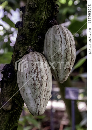 Cacao pods are the fruits of the cacao plant that are the raw material for chocolate and cocoa. Cacao pods are the fruits of the cacao plant that are the raw material for chocolate and cocoa. 137995998