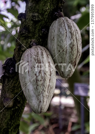 Cacao pods are the fruits of the cacao plant that are the raw material for chocolate and cocoa. Cacao pods are the fruits of the cacao plant that are the raw material for chocolate and cocoa. 137995999
