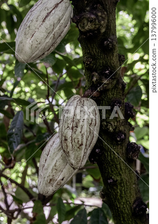 Cacao pods are the fruits of the cacao plant that are the raw material for chocolate and cocoa. Cacao pods are the fruits of the cacao plant that are the raw material for chocolate and cocoa. 137996000