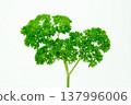 Minimal background with organic green herb 137996006