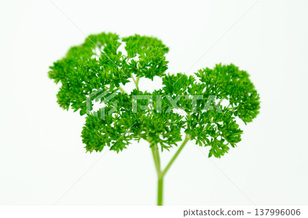 Minimal background with organic green herb Minimal background with organic green herb 137996006