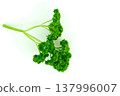 Nutrition and wellness concept fresh garden parsley 137996007