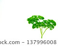Farm fresh greens on rustic kitchen background 137996008