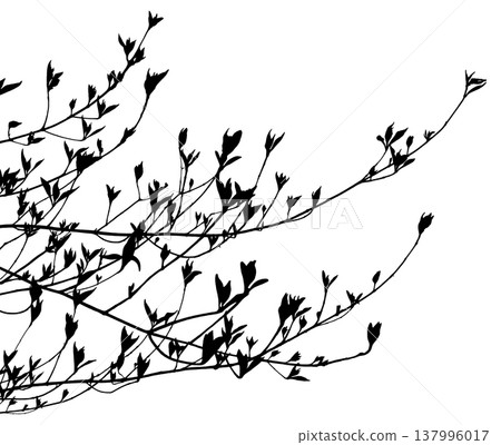 In spring, when trees begin to sprout, the monochrome silhouettes of young leaves. 137996017