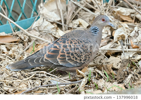 Turtledove  137996018