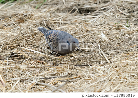 Turtledove Turtledove 137996019