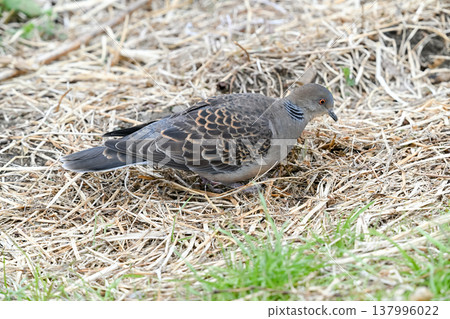 Turtledove  137996022
