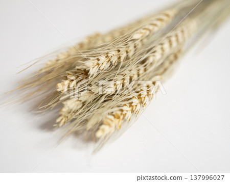 Close-up of wheat stalks placed against a white background 137996027