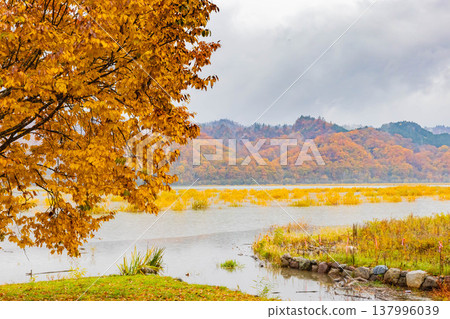 薩魯河和秋葉 137996039